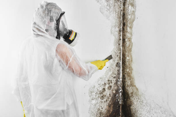 Best Mold Odor Removal Services  in Hayfork, CA